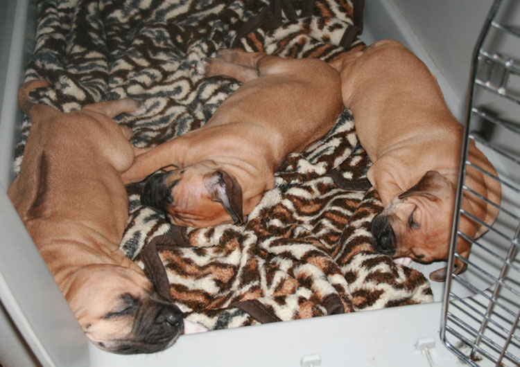 Kya Puppies