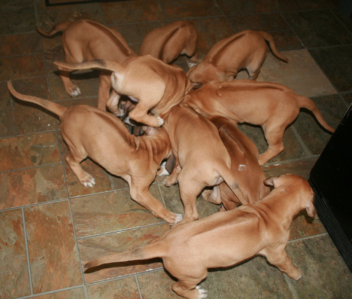 Kya Puppies